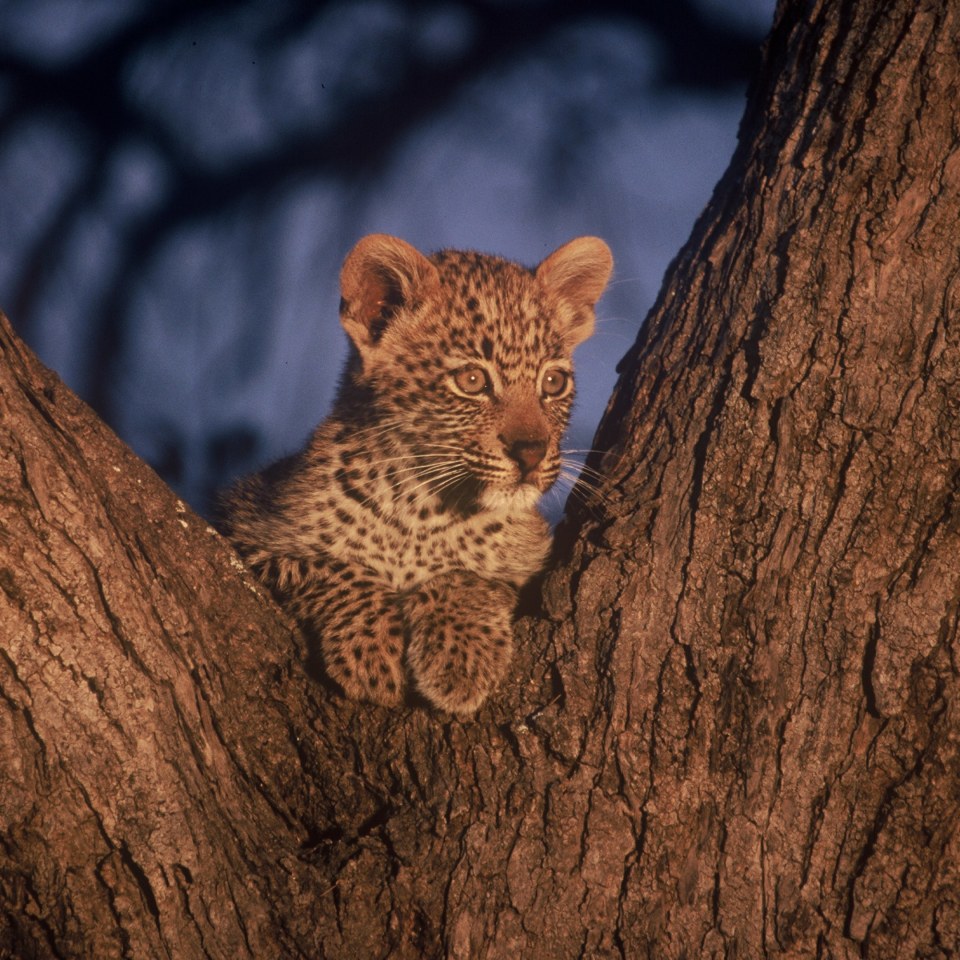 Leopardenbaby im Baum liegend